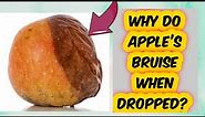 Why do Apple’s bruise when dropped? || #curiosity || General Facts