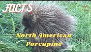 Wildlife for Kids- Amazing Facts About the North American Porcupine