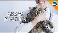 Why You Should Spay and Neuter Your Cats & Dogs