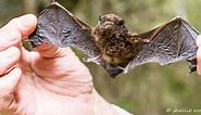 Urban bats: Long-tailed bats thriving in Hamilton