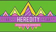 Heredity: Crash Course Biology #9