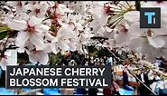 Going To A Cherry Blossom Festival In Japan