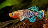 14 Most Colorful Freshwater fish