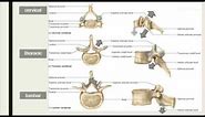 the difference between cervical, thoracic and lumbar vertebrae, easily explained