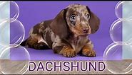 DACHSHUND BREED| KNOW YOUR DACHSHUND| TYPES & COLORS
