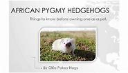 African Pygmy Hedgehog Care Guide