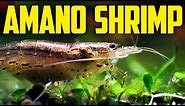 Amano Shrimp Care Guide - Best Algae-Eating Shrimp
