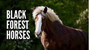Black Forest Horses: Everything You Should Know