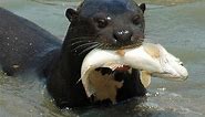 Giant Otters of the Amazon (Nature Documentary)