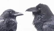 Raven VS Crow