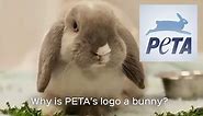 Why Is PETA's Logo a Rabbit?