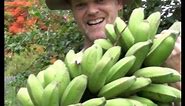 How to GROW & HARVEST BANANAS