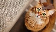 All About Red Tabby Cats