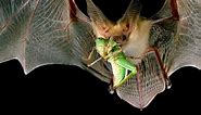 Bats are organic pest control!