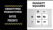 Genotype and Phenotype Ratios and Percents ( Punnett Square Basics)