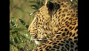 Watch as a leopard tries to remove porcupine quills from his body, Kruger National Park, South Africa