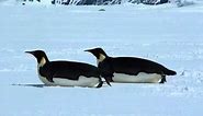 Emperor Penguin "sledding" across the Antarctic ice pack