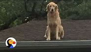 Huck The Roof Dog: Dog Loves Hanging Out on the Roof | The Dodo