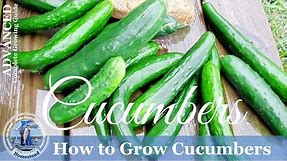 How To Grow Cucumbers Vertically on a Trellis