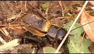 Chant du grillon des champs ou grillons champêtre qui chante dans la video en directe ( Gryllidae )