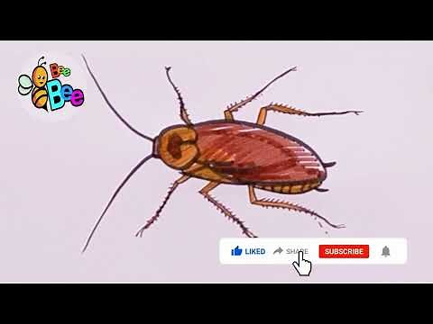 How to draw a cockroach