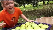 Valu Home Centers - Bobbing for Apples