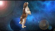 Apollo The Dog Travels Through Space & Time - Shooting Stars Meme