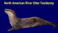 North American River Otter Taxidermy - Measuring, Part 1