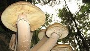 Humongous Fungus: The Largest Living Thing on Earth