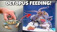 FEEDING My PET OCTOPUS Live CRABS!! *Insane*