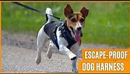 Best Escape-Proof Dog Harness You Can Get On Amazon