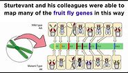 Gene Linkage and Genetic Maps