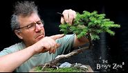 Pruning My Birds Nest Spruce and More, The Bonsai Zone, June 2021