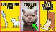 8 Odd Cat Behaviors Explained