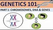 GENETICS 101 (Part 1)- Chromosomes, DNA and Genes| CXC Biology Tutor