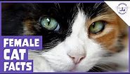 6 Facts About the Female Cat!