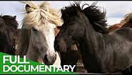 Iceland - Home of Europe's Strongest Horses | Free Documentary Nature