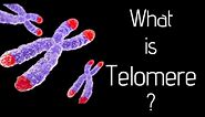 What is telomere?