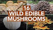 16 Wild Edible Mushrooms You Can Forage This Autumn
