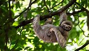 17 Sloth Facts - Fact Animal