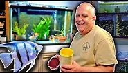 Freshwater Angelfish Care - 50 years of Experience!