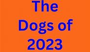 Happy New Year with some of the dogs I had the pleasure of training in 2023. Thanks to all the humans who put their trust in me ❤️🐾🐾What do you wish for in 2024? #hny2024 #drdog #dogtrainerslife #dogtraining #educazionecinofila #hundetraining #dogtrainingadvice #dogtrainingtips #drdogtrainer#hundeaufinstagram #hund #meinhund #hundemensch #hundeliebe | Dr.Dog