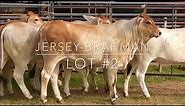 J&J Cattle Co-Jersey-Brahman Cross