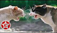 the best funny cat fight videos
