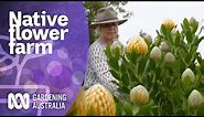 Growing native flowers on a large scale | Native Australian Plants | Gardening Australia