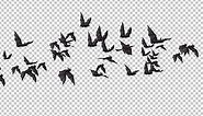 Flock of Bats - Angle Flying - I - Left to Right