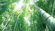 Beautiful Bamboo Forest Animated Wallpaper http://www.desktopanimated.com