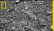 Snow Leopards Tagged in Afghanistan — A First | National Geographic