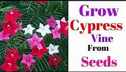 Grow Cypress Vine From Seeds