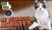 What does Separation Anxiety look like in your cat and how can you help?